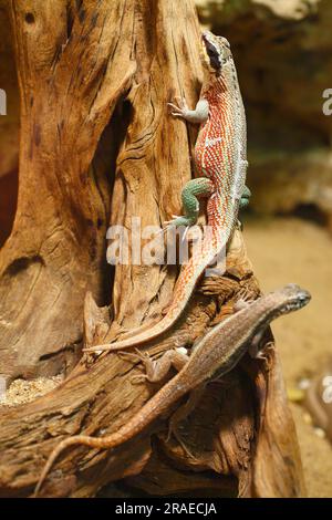 Eidechse mit Seitenflecken und maskierte Eidechse (Uta stansburiana) (Leiocephalus personatus) Stockfoto