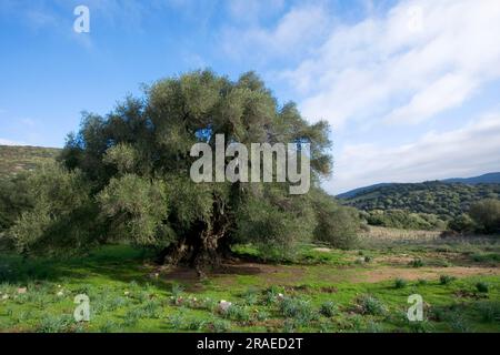 Alter Olivenbaum, Sardinien (Olea europaea silvestris), wilder Olivenbaum, Italien Stockfoto