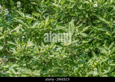 Sonnige Blätter und Blumen von Bay Laurel/Laurus nobilis Strauch in einer abgelegenen Cornish Country Lane [siehe Hinweise]. Wird zum Kochen und für pflanzliche Heilmittel verwendet. Stockfoto