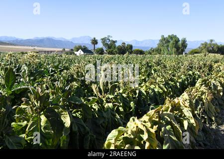 Tabakplantage in der Nähe der Route 62 in Südafrika Stockfoto