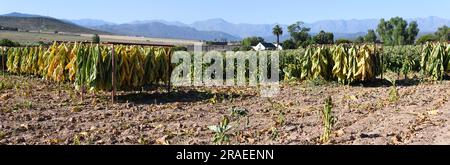 Tabakplantage in der Nähe der Route 62 in Südafrika Stockfoto