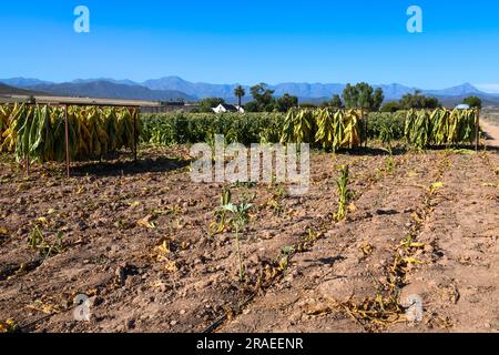 Tabakplantage in der Nähe der Route 62 in Südafrika Stockfoto