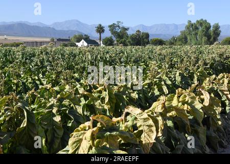 Tabakplantage in der Nähe der Route 62 in Südafrika Stockfoto