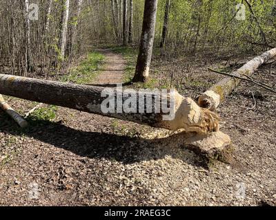 Zwei große Baumstämme, die von Bibern im Wald genagt wurden. Ein großer Baumstamm blockierte den Weg im Wald. Stockfoto