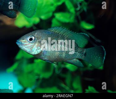 Grüner Terror (Aequidens rivulatus) (Chromis rivulatus) (Acara aequinoctialis) (Acara rivulata) Stockfoto