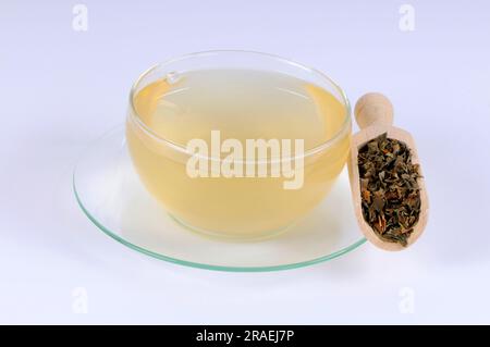 Tasse Houttuynia-Kräutertee (Houttuyniae Herba), Yu Xing Cao Stockfoto