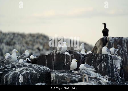 Seevögel auf den Farne Islands Stockfoto