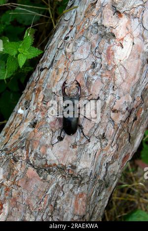 Europäischer Hirschkäfer (lucanus cervus). Stockfoto
