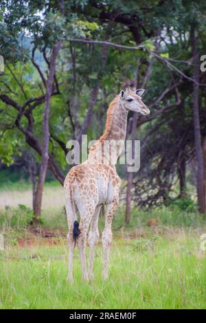 Eine junge Giraffe in einem Naturschutzgebiet in Simbabwe Stockfoto