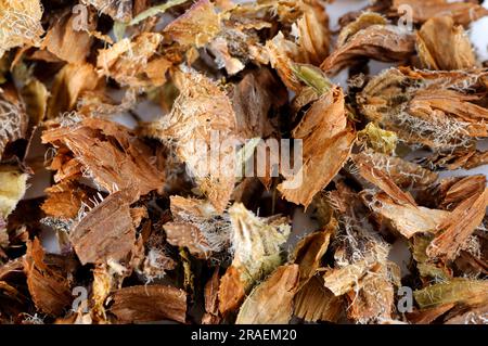 (Prunellae Spica), Xia Ku Cao, Brownellae-Ohren, Brownellae-Ohren Stockfoto