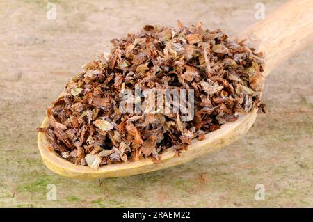 (Prunellae Spica), Xia Ku Cao, Brownellae-Ohren, Brownellae-Ohren Stockfoto