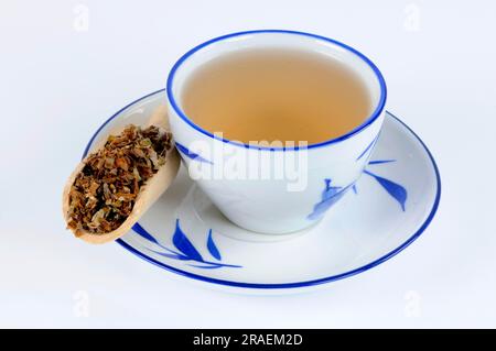 Tasse brauner Erlenohrtee (Prunellae Spica), Xia Ku Cao, braunes Erlenohr, braune Erlenohrtee, brauner Erlenohrtee Stockfoto