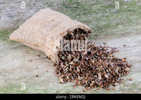 (Prunellae Spica), Xia Ku Cao, Brownellae-Ohren, Brownellae-Ohren Stockfoto