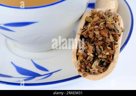 Tasse brauner Erlenohrtee (Prunellae Spica), Xia Ku Cao, braunes Erlenohr, braune Erlenohrtee, brauner Erlenohrtee Stockfoto