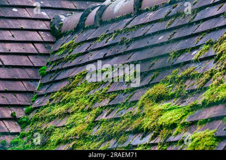 Dach-Nahaufnahme in brauner Farbe, grünes Moos auf dem Dach. Hochwertiges Foto Stockfoto