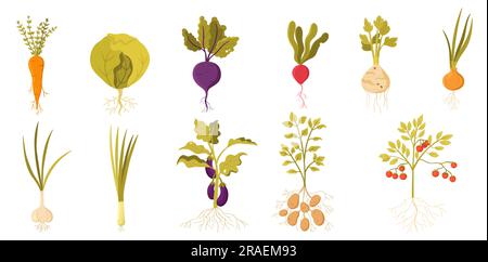 Gartengemüse mit Roots Set Vector Illustration. Cartoon isolierte Gemüseernte mit Stiel-, Grünblatt- und Wurzelsammlung, Sommeranbau frischer Bio-Pflanzen für den Bauernmarkt Stock Vektor