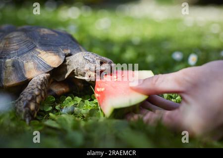 Haustierbesitzer gibt seiner Schildkröte reife Wassermelone zum Essen im Gras im Garten. Häusliches Leben mit exotischen Haustieren an sonnigen Sommertagen. Stockfoto