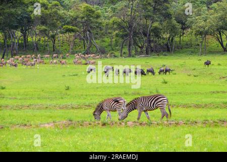 Zebras, Gnus und Antilopen in einem Naturschutzgebiet in Simbabwe, 2019. Stockfoto