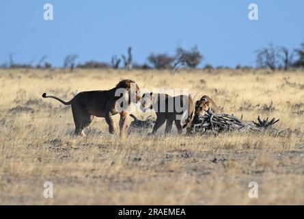 (230703) -- WINDHOEK, 3. Juli 2023 (Xinhua) -- Lions are Pictured at the Etosha National Park in Northern Namibia, 15. August 2022. Die namibische Regierung vertritt eine proaktive Haltung, um ihre schwindende Löwenpopulation im Nordwesten des Landes zu schützen und zu erhalten, wie ein Beamter am Montag sagte. (Xinhua/Chen Cheng) Stockfoto