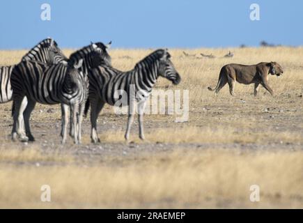 (230703) -- WINDHOEK, 3. Juli 2023 (Xinhua) -- Ein Löwe wird im Etosha-Nationalpark im Norden Namibias, 15. August 2022, abgebildet. Die namibische Regierung vertritt eine proaktive Haltung, um ihre schwindende Löwenpopulation im Nordwesten des Landes zu schützen und zu erhalten, wie ein Beamter am Montag sagte. (Xinhua/Chen Cheng) Stockfoto