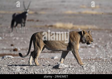 (230703) -- WINDHOEK, 3. Juli 2023 (Xinhua) -- Ein Löwe wird im Etosha-Nationalpark im Norden Namibias, 15. August 2022, abgebildet. Die namibische Regierung vertritt eine proaktive Haltung, um ihre schwindende Löwenpopulation im Nordwesten des Landes zu schützen und zu erhalten, wie ein Beamter am Montag sagte. (Xinhua/Chen Cheng) Stockfoto