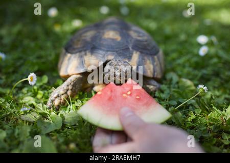 Haustierbesitzer gibt seiner Schildkröte reife Wassermelone zum Essen im Gras im Garten. Häusliches Leben mit exotischen Haustieren an sonnigen Sommertagen. Stockfoto