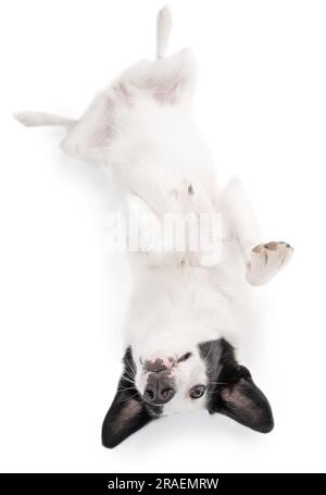 Der süße kopfüber liegende Hund liegt mit dem Bauch nach oben auf dem Rücken. Stockfoto