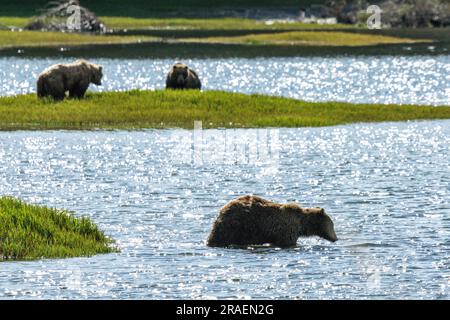 Ein erwachsener Braunbär schwimmt mit dem abgelegenen McNeil River Wildlife Refuge am 18. Juni 2023 auf der Katmai-Halbinsel, Alaska. Der abgelegene Ort ist nur mit einer speziellen Genehmigung zugänglich und enthält die weltweit größte saisonale Population von Braunbären. Stockfoto