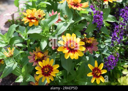 Zinnia-Blume in verschiedenen Farben Stockfoto