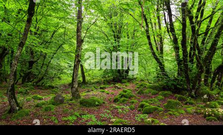 Moos überwucherte Felsbrocken in einem grünen, nassen Wald Stockfoto