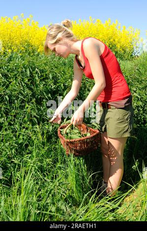 Frau sammelt Brennnesseln (Urtica dioica) Stockfoto