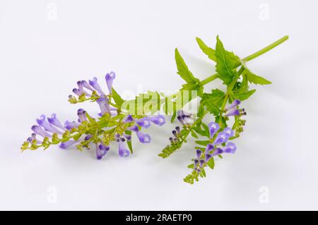 Bärtige Helmetkraut (Scutellaria barbata), Ban-Zhi-Lian Stockfoto