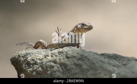 Gran Canaria Riesenechse, die ihren Fuß hebt, Gallotia stehlini, die größten Reptilien innerhalb der Familie Lacertidae, diese Eidechse findet man in Canary Stockfoto