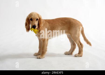Englischer Cocker Spaniel, 5 Monate, mit Spielzeug, englischer Cocker Spaniel, seitlich Stockfoto