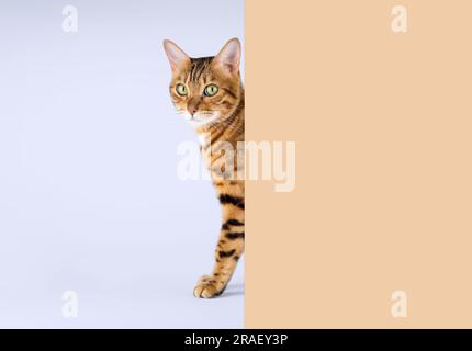 Eine bengalische Katze schaut hinter einer Wand vor einem blassblauen Hintergrund heraus. Speicherplatz kopieren. Stockfoto