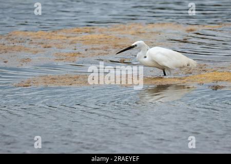 Egretta garzetta, reines weißes Gefieder, langer Hals, schwarzer Dolch, lange schwarze Beine mit gelben Füßen, kleiner Reiher wie ein Watvogel Stockfoto