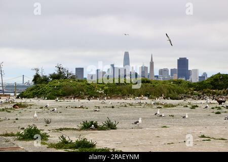 Westliche Gull Larus occidentalis Kolonie auf der Insel Alcatraz mit der Skyline von San Francisco California USA Stockfoto
