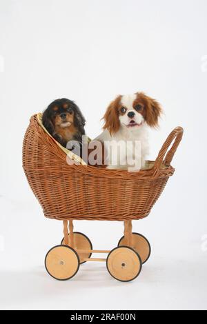 Kavalier König Charles Spaniel, blenheim, 11 Monate, schwarz-braun, 8 Jahre alt, Puppenwagen Stockfoto