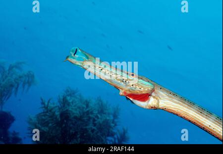 Trompetfish, Bonaire, Niederländische Antillen (Aulostomus maculatus) Stockfoto