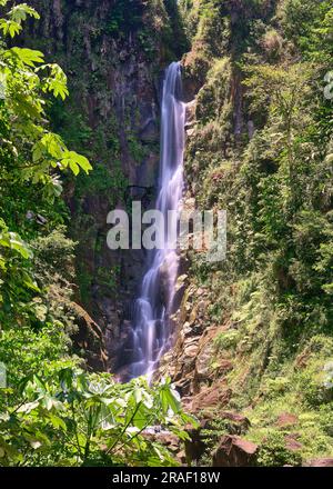 Umgeben von üppigem Grün, ist Papa Falls einer der beiden Trafalgar Falls auf der karibischen Insel Dominica. Stockfoto