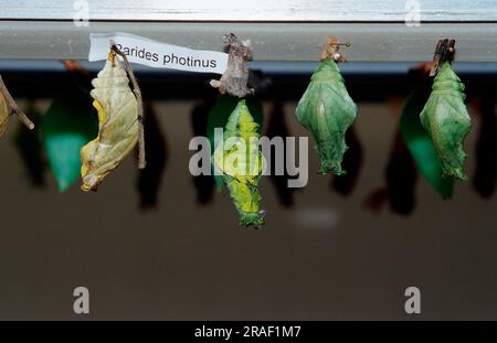 Schmetterlinge, Puppen, Schmetterlingsfarm (Parides photinus), Costa Rica Stockfoto