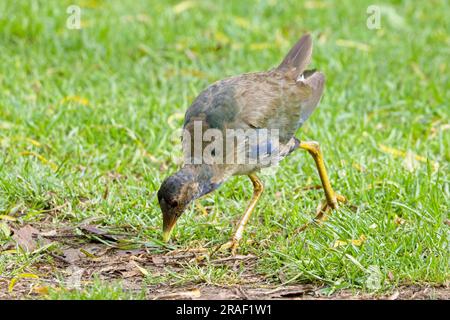 Ein junger amerikanischer Purple Gallinule (Porphyrio martinica), Botanischer Garten, Bogota, Kolumbien. Stockfoto