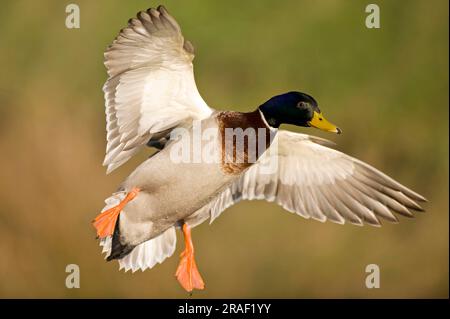 Mallard (Anas platyrhynchos) ausgenommen, drake, Niedersachsen, Deutschland Stockfoto