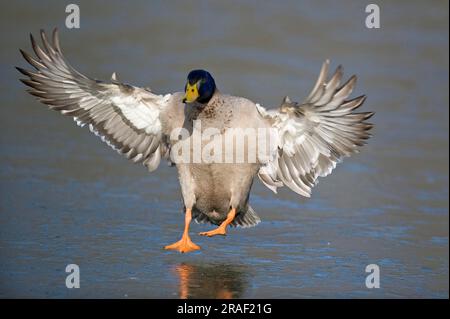 Mallard (Anas platyrhynchos) ausgenommen, drake, Niedersachsen, Deutschland Stockfoto