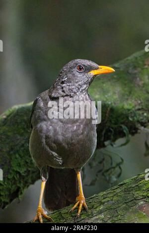 Great Thrush (Turdus Fuscater), hoch oben auf einem Ast, Botanischer Garten, Bogota, Kolumbien. Stockfoto