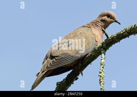 Eared Dove (Zenaida auriculata), hoch oben auf einem Ast am blauen Himmel, ganz in der Nähe, Botanischer Garten, Bogota, Kolumbien. Stockfoto