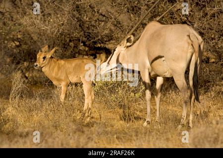 Gemsboks (Oryx gazella), weiblich mit jungen, Samburu Wildreservat, oryx Antilope, Antilope, Kenia Stockfoto