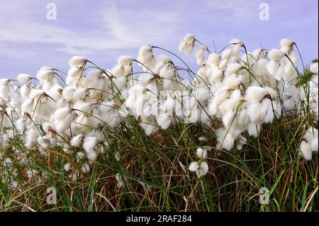 Hasenschwanzkotongras (Eriophorum vaginatum) Niedersachsen, Deutschland Stockfoto