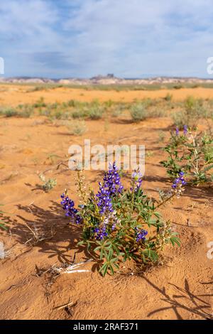 Zwerg oder Rusty Lupine in der blühenden San Rafael Wüste von Utah mit Temple Mountain und San Rafael Reef. Stockfoto