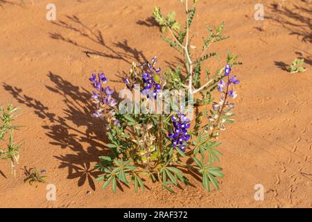 Rusty Lupine oder Dwarf Lupine, Lupinus pusillus, die in Sanddünen in der Wüste San Rafael bei Hanksville, Utah, wachsen. Stockfoto